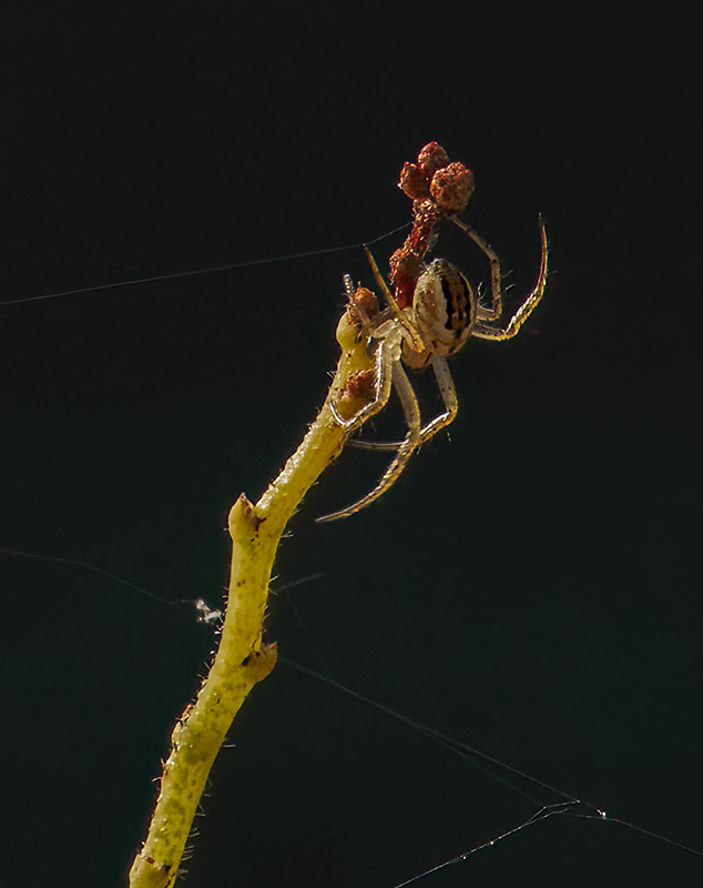 Mangora acalypha  corretto?